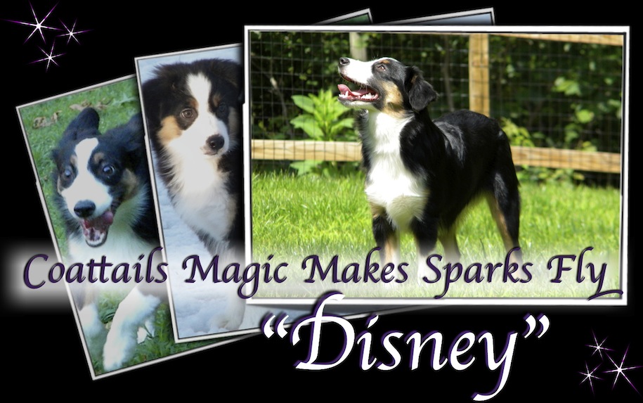 Coattails Magic Makes Sparks Fly Disney