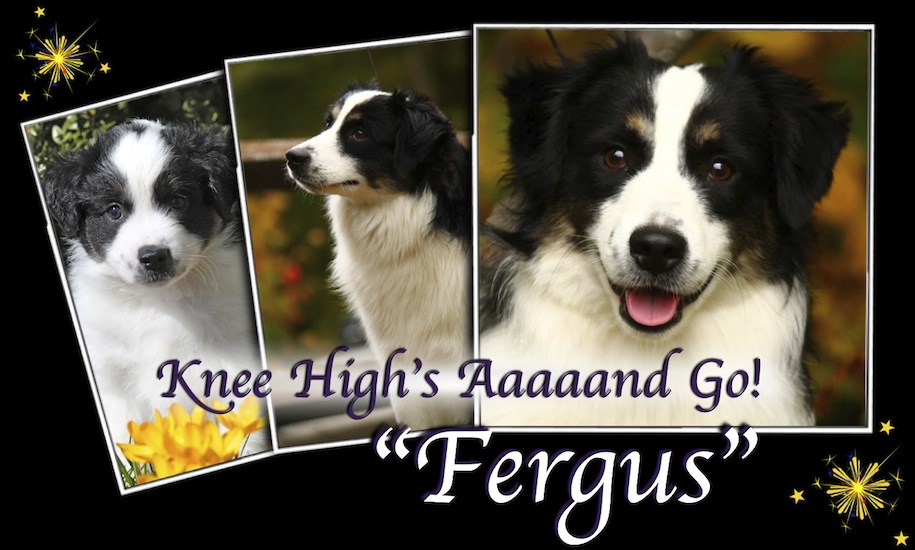 
Knee High's Aaaand Go!, Fergus