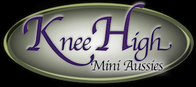 Knee High Mini Aussies Logo