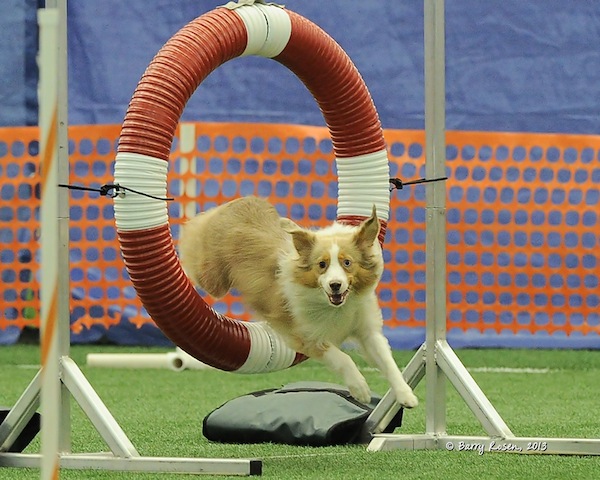 what is a mach in dog agility