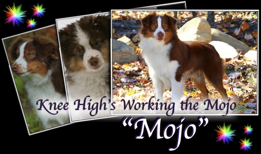Knee High's Working The Mojo, Mojo