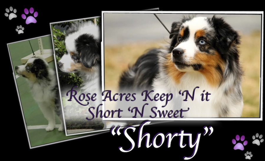 Rose Acres Keep N it Short N Sweet Shorty